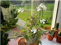 Pachypodium saundersii